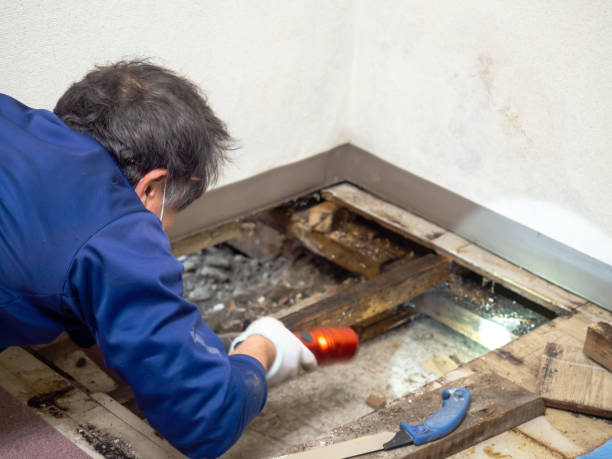 Best Water Damage Restoration  in Warren Park, IN