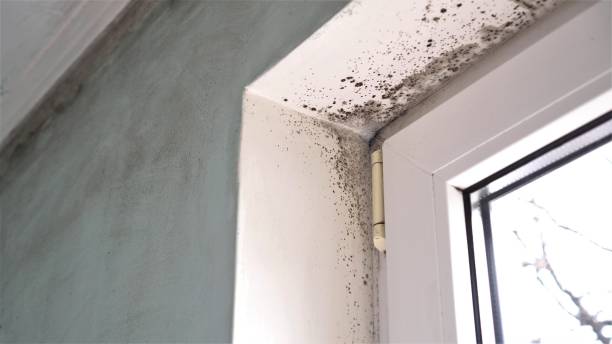 Best Fast Mold Removal  in Warren Park, IN