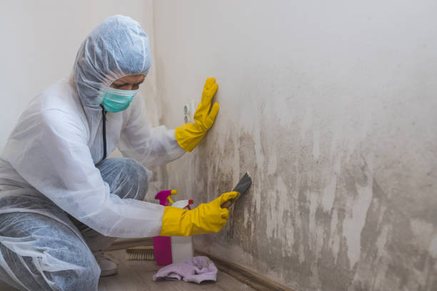 Best Best Mold Removal Companies  in Warren Park, IN