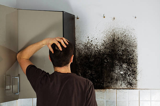 Mold Testing and Removal in Warren Park, IN
