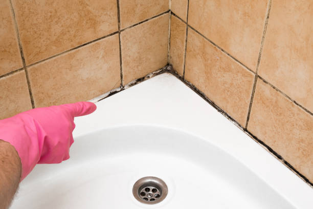 Office Mold Removal Services in Warren Park, IN